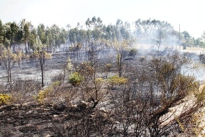 Judiciária deteve presumível autor de incêndio que destruiu 120 hectares em Alcanede