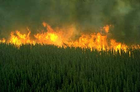 215 operacionais combatem incêndio em Alcanede