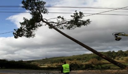 Questões de segurança obrigam ao corte de pinheiros em Aldeia da Ribeira