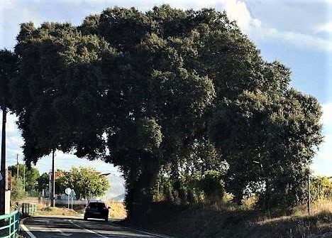 EN362: Infraestruturas de Portugal ainda aguarda autorização do ICNF para abate de árvores