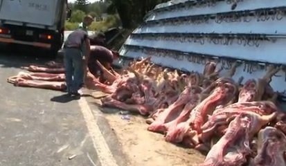 Porcos interrompem  trânsito na EN 362