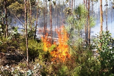 Incêndio na freguesia de Alcanede foi prontamente dominado