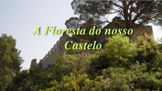Alunas da EB 2, 3 de Alcanede realizam trabalho sobre a biodiversidade do castelo