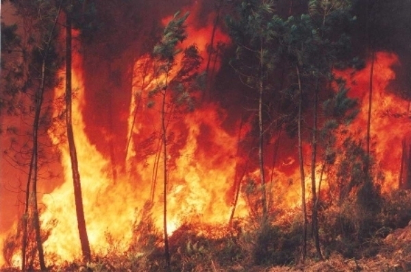 Fogo em Casais da Charneca entrou em fase de rescaldo