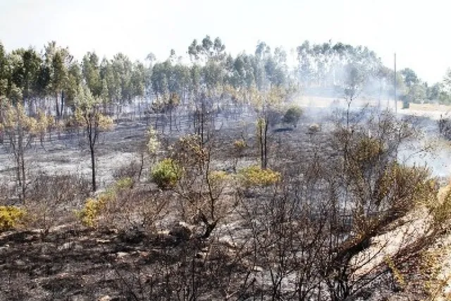 Incêndio em Alqueidão do Mato mobilizou 11 corporações de Bombeiros