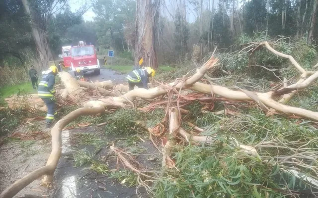 Depressão Helene provoca queda de ramo de grande porte junto de Vale Prado