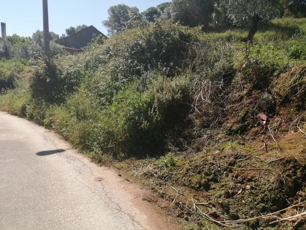 Mata do Rei: Alguns residentes reclamam falta de limpeza das vias públicas mas JFA refuta acusação de “abandono”