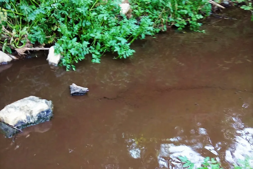 Descarga efluente destrói mais de 7 Mil plantas de pimento junto à Ribeira de Nede