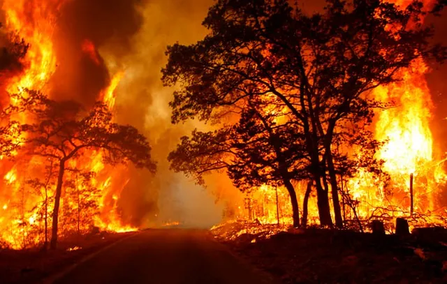 As Máfias dos incêndios a esta hora estão em êxtase e só agora começou o Verão… Artigo de opinião: Paulo Coelho