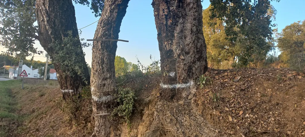 IP volta a marcar árvores na EN362 entre Alcanede e Aldeia da Ribeira – A opinião de Adelino Madeira